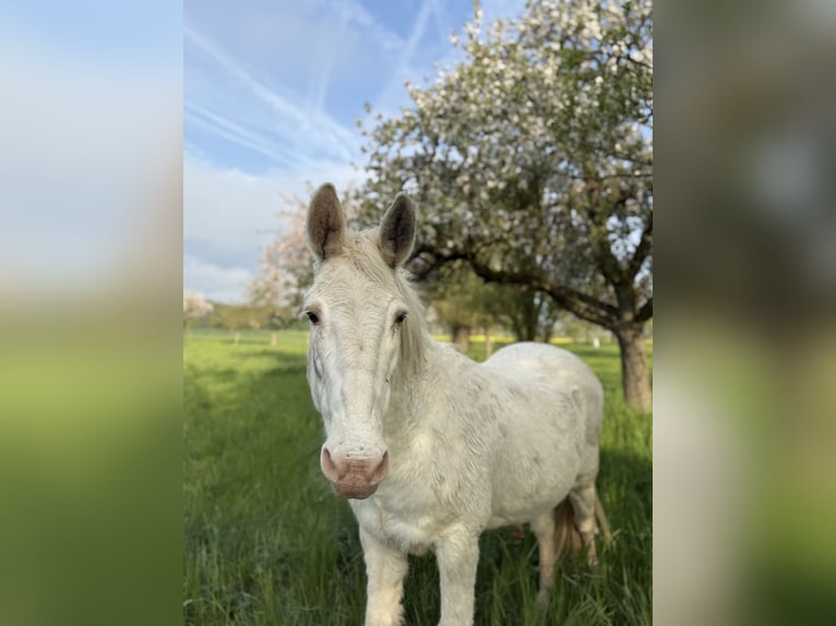 Sommerweide / Sommerkoppel