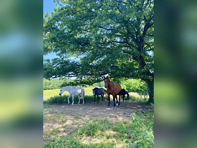 🍃 Vrije stalplaatsen – Diervriendelijke paardenopvang met hart 🍃
