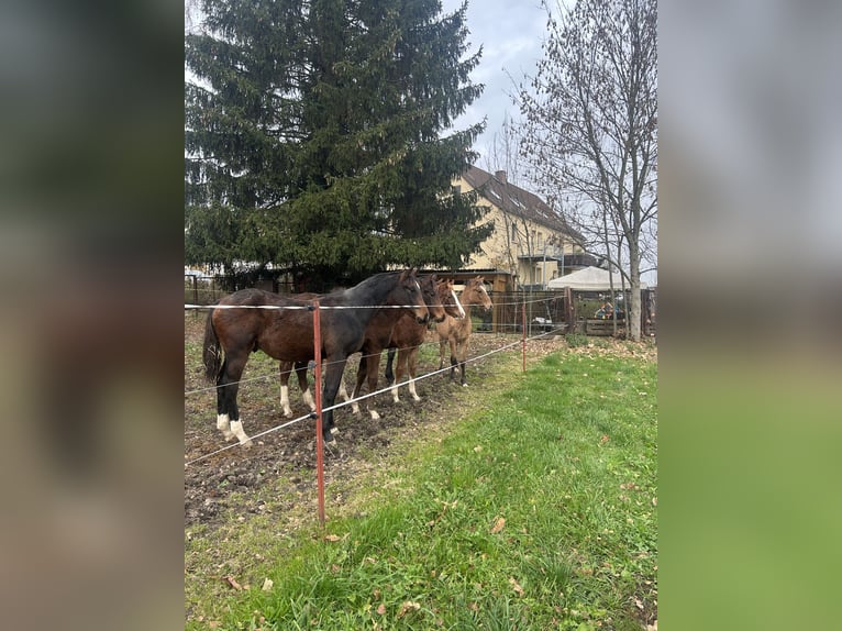 Vrije weide- en opfokplaatsen voor jonge paarden (hengsten en merries)