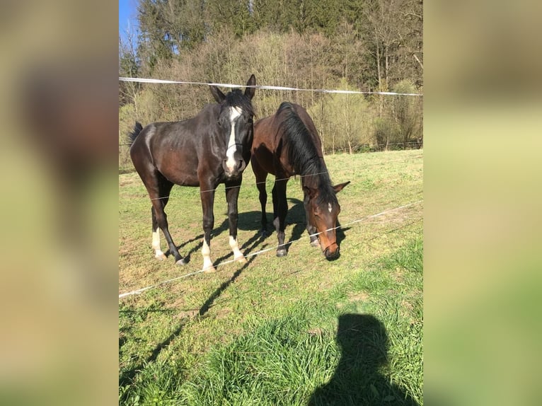 Vrije weide- en opfokplaatsen voor jonge paarden (hengsten en merries)