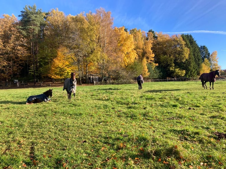Vrijloopstal / weidegangplek