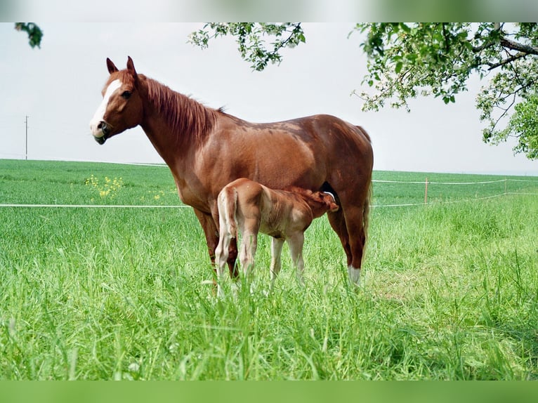 Weidegang 24/7 en binnenbox voor QH/PH