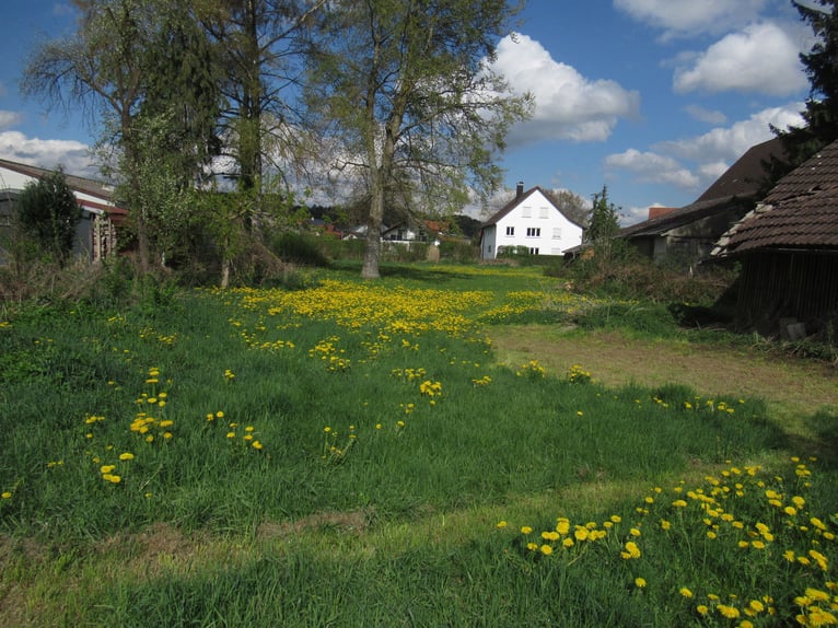 Weidegrond voor 2 paarden