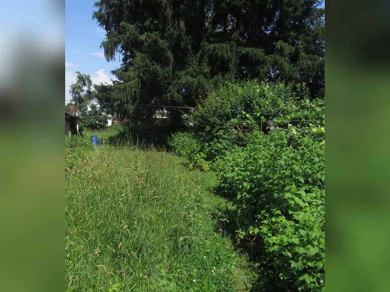 Weidegrond voor 2 paarden