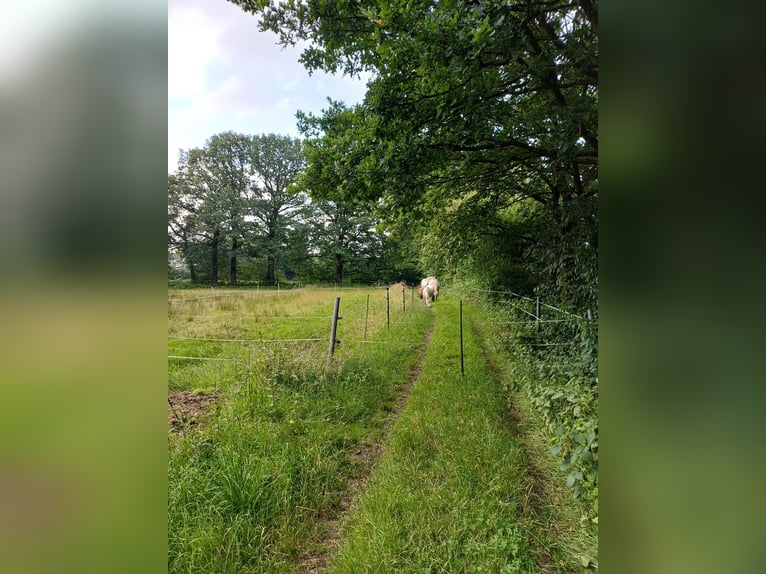 Zomerse weideplaatsen tot een stokmaat van 150 cm