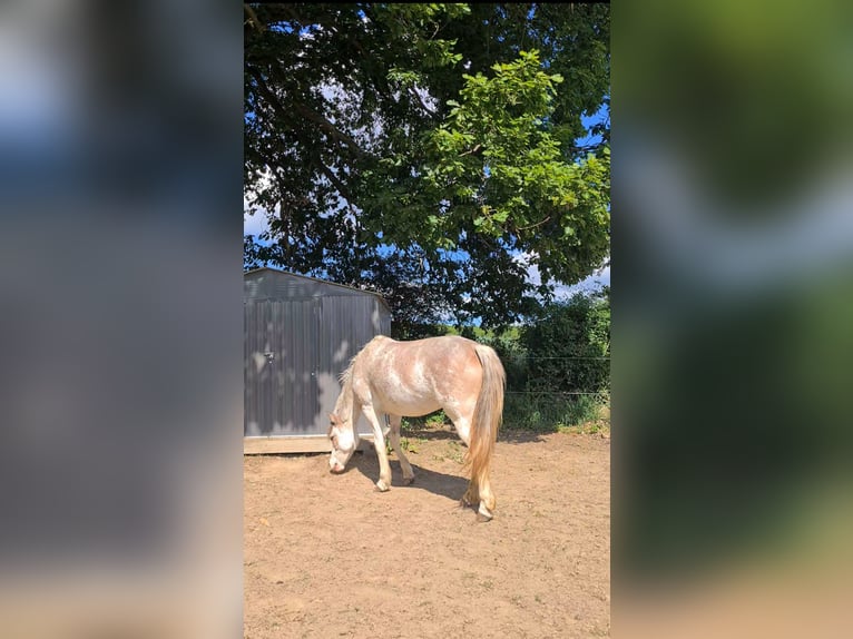 Zomerveld voor lichtvoerend paard