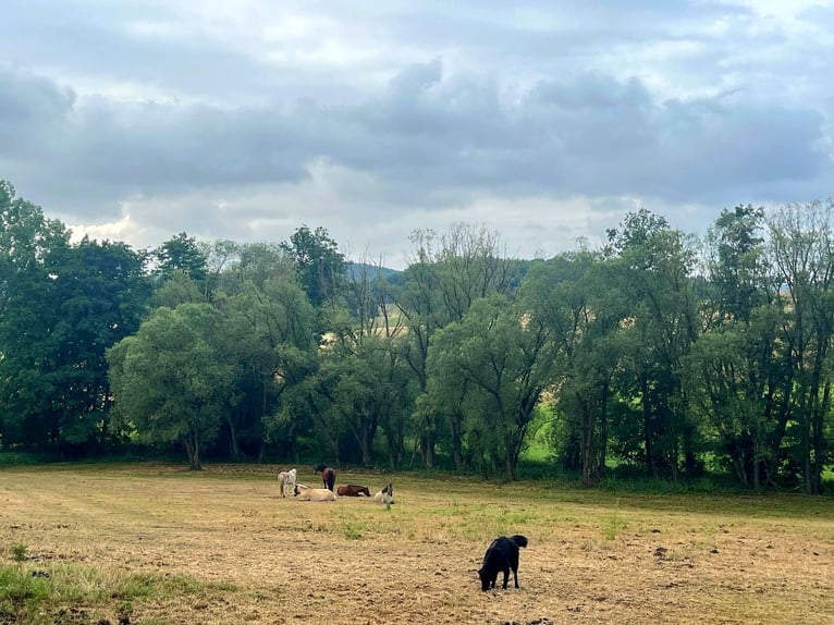 Zomerveld voor lichtvoerend paard