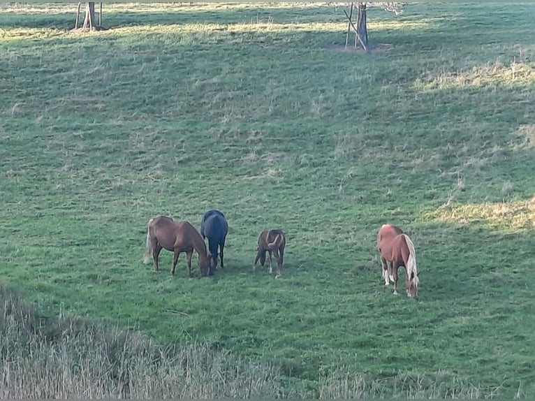 Zomerweide, veulenkamp, merries