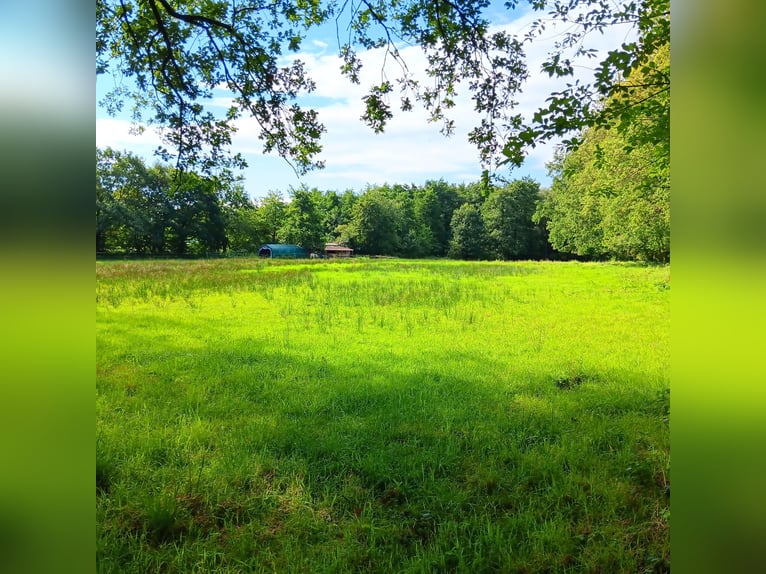 Zomerweide voor merrie tot een stokmaat van 150 cm