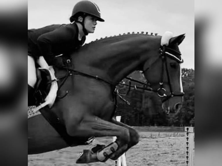 Beritt, Ausbildung und Korrektur von Pferden/Ponys