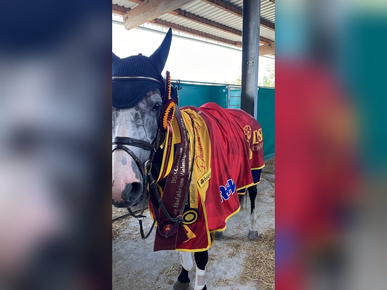 Beritt / Turniervorstellung / Vermittlung / Verkauf