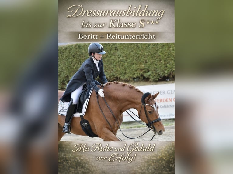 Dressuuropleiding tot niveau S***