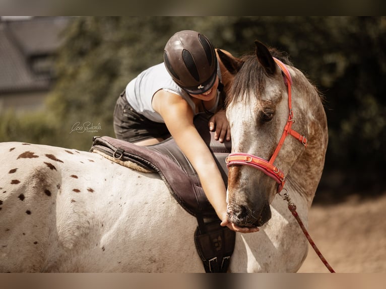 Ganzheitlicher Beritt mit Herz