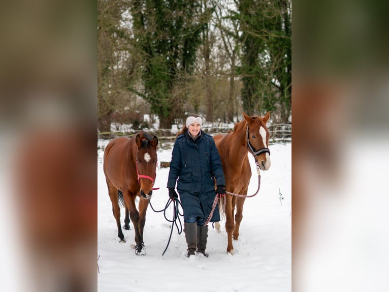 Ganzheitlicher Beritt mit Herz