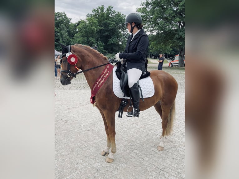 Jonge paarden opleiding & training | Paardenhouder | 10 jaar ervaring op de fokkerij