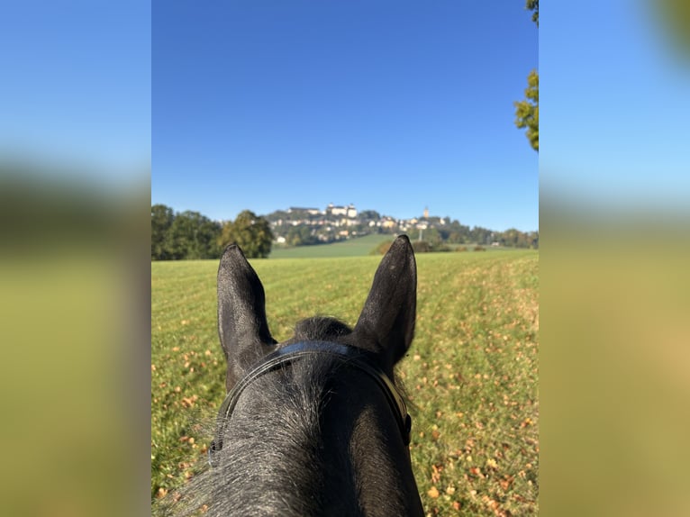 Jonge paarden opleiding & training | Paardenhouder | 10 jaar ervaring op de fokkerij