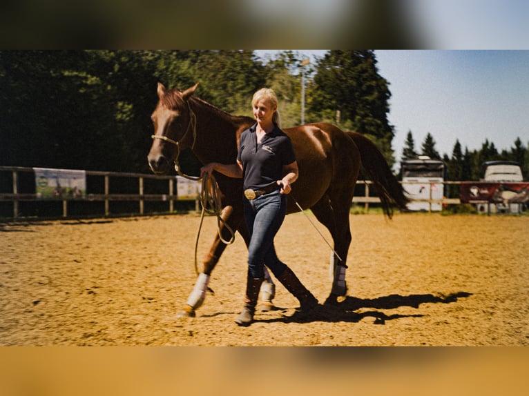 MKA Horsemanship Academy / Meester Paardentrainer