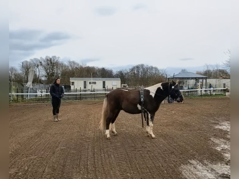 Paardentraining | Jongpaardenopleiding | Grondwerk en laden