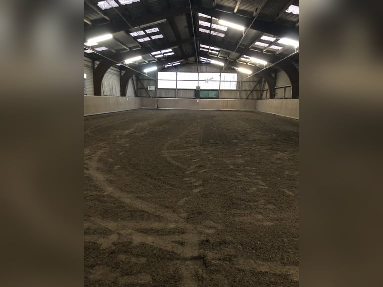 Ponys berijden en opleiden + lichte instructrice (49 kg)