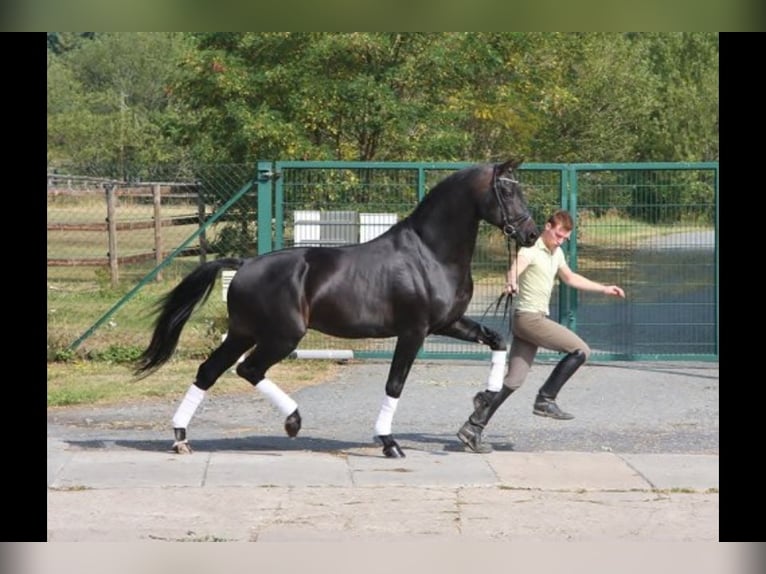 Professionele training, correctie, voorbereiding en marketing | Paardensporter (specialisatie dressu
