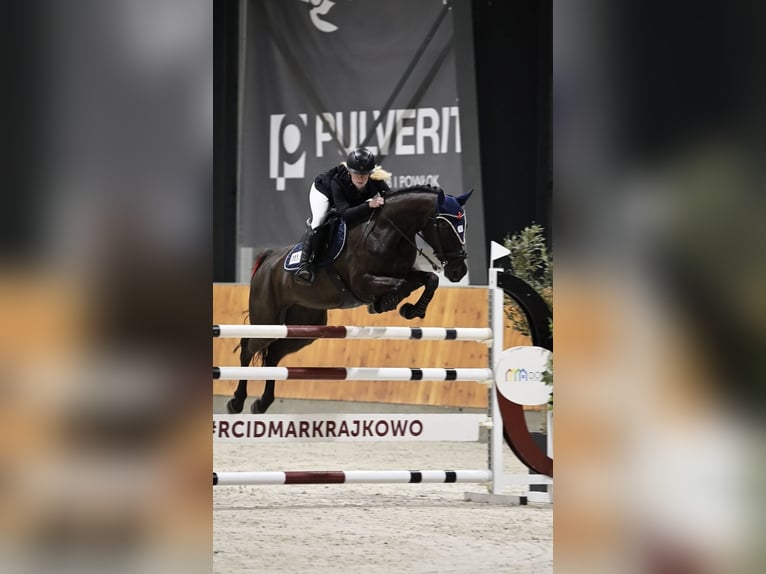 Professionele training van springpaarden voor hindernissen / MPMK / Internationale verkoop