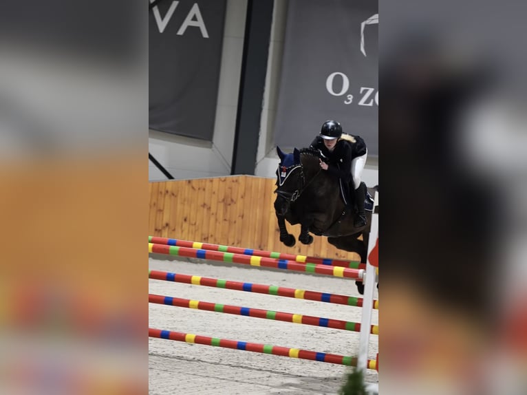 Professionele training van springpaarden voor hindernissen / MPMK / Internationale verkoop