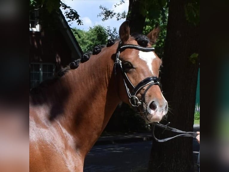 Professionelle Pferdeausbildung & Beritt, Stutenleistungsprüfung