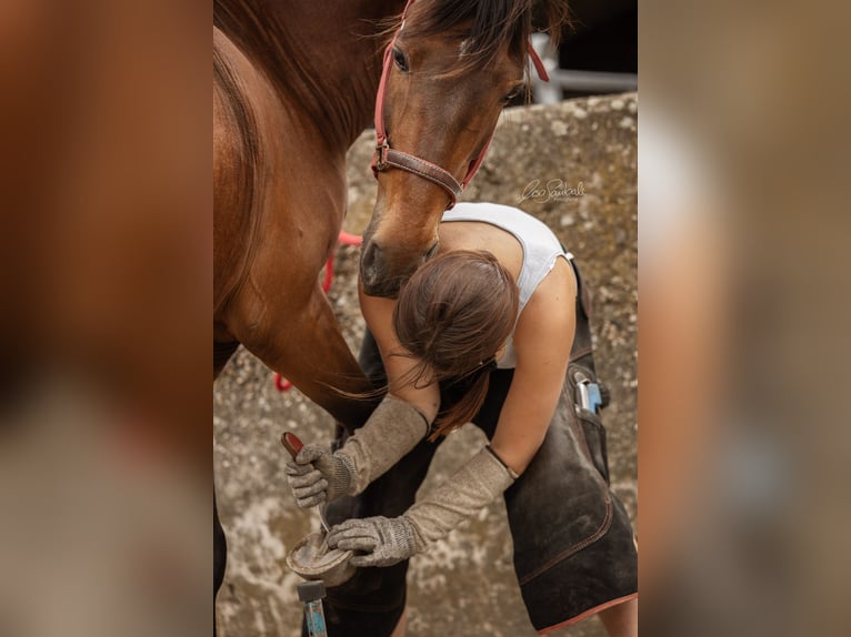 Rij- en correctiepaarden voor training en dressuurstart