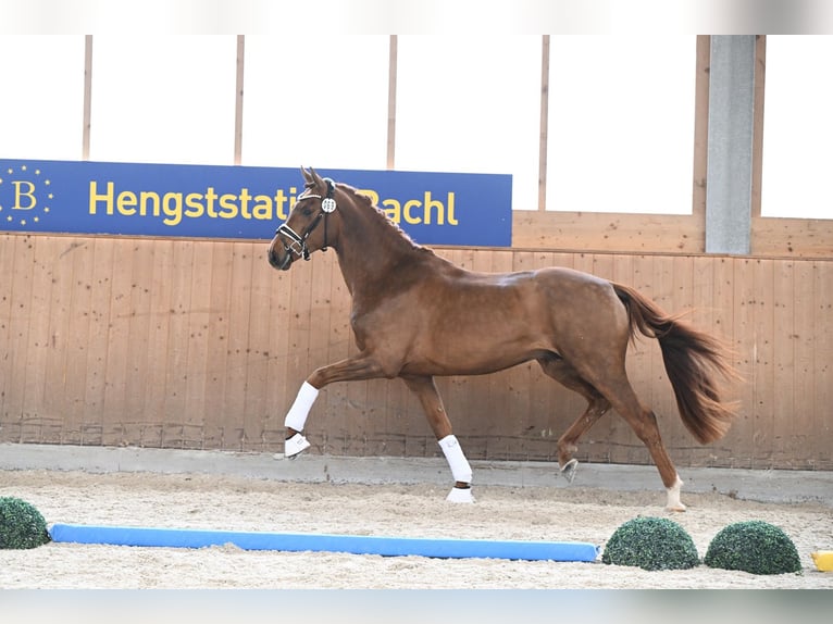 Rij- en dressuurtraining, voorbereiding voor de hengst, training en longeerwerk