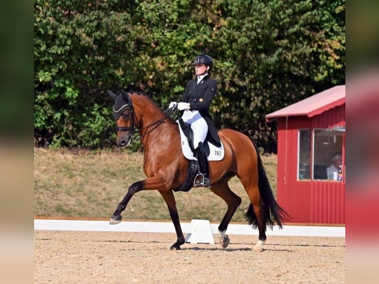 Rij- en dressuurtraining, voorbereiding voor de hengst, training en longeerwerk