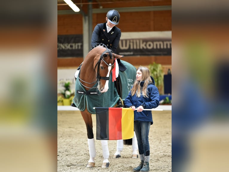 Rij- en dressuurtraining, voorbereiding voor de hengst, training en longeerwerk