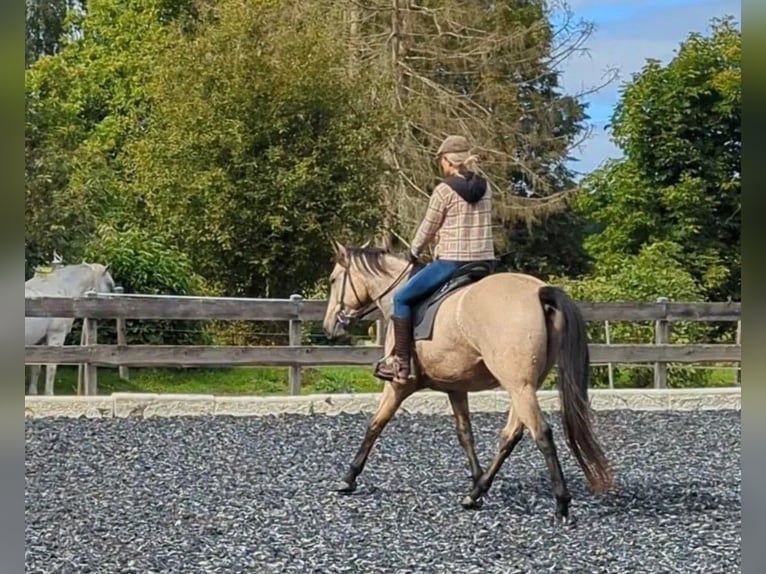 Rij- / intensieve training voor recreatiepaarden