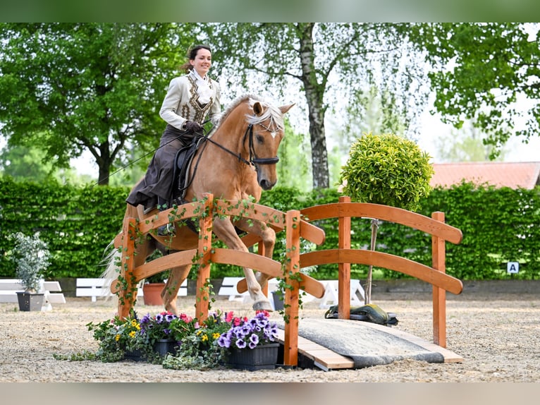 Rijlessen & Paardentraining