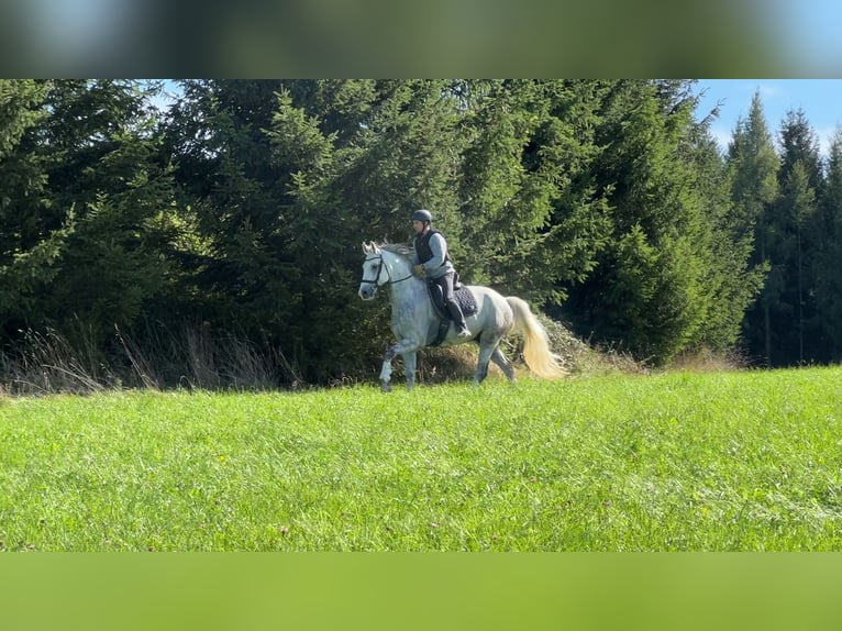 Ruiter- en paardenopleiding, longeerplaats, paardenopleiding, jongepaardenopleiding, opbouwtraining