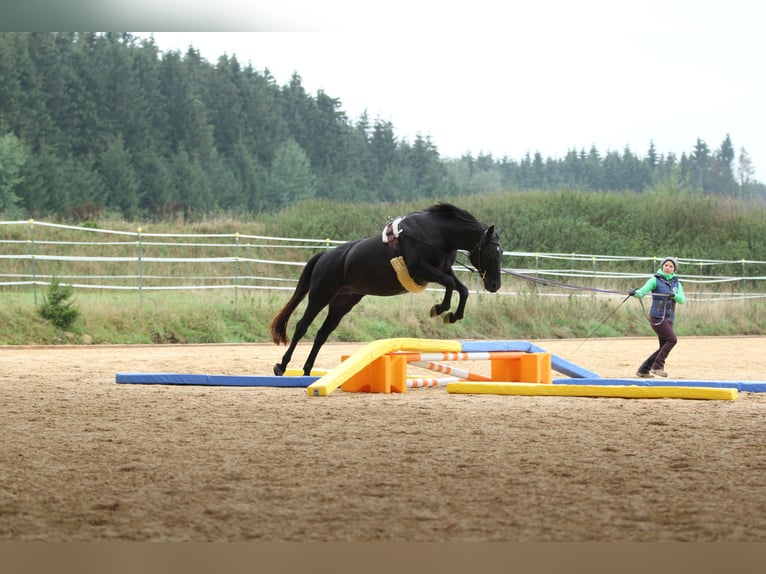 Ruiter- en paardenopleiding, longeerplaats, paardenopleiding, jongepaardenopleiding, opbouwtraining