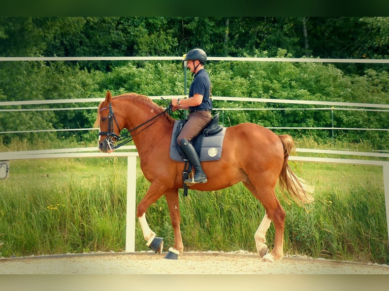 Ruiter- en paardenopleiding, longeerplaats, paardenopleiding, jongepaardenopleiding, opbouwtraining