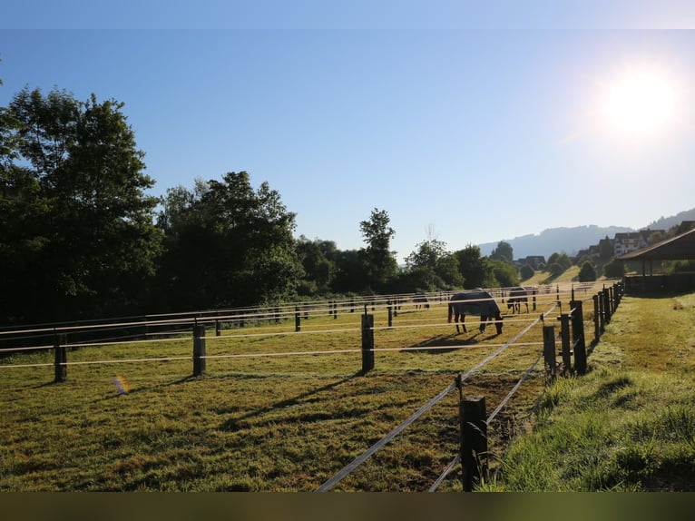Springpferde Beritt in neu renovierter Anlage bei Luzern