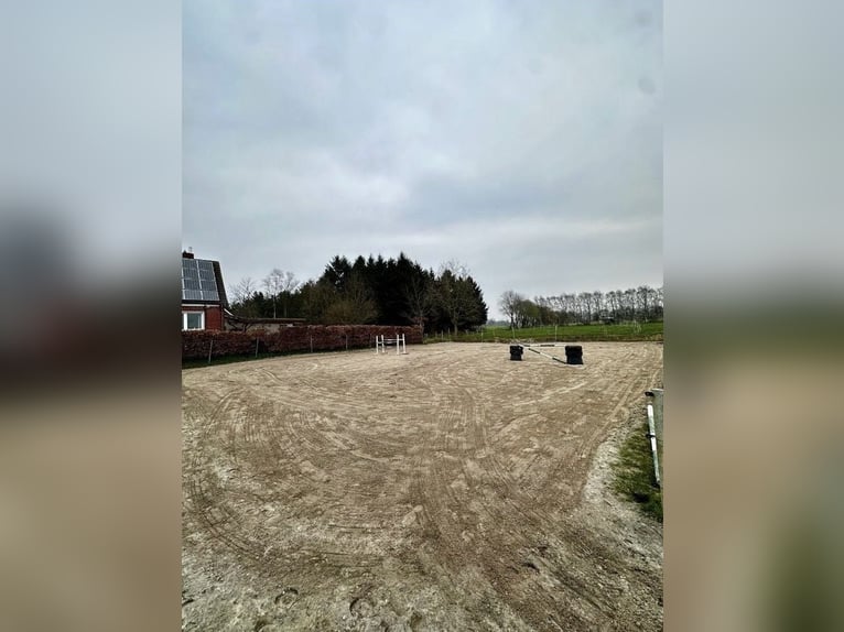 Training | Jonge paarden | Probleemgevallen | Correctie | Paard voorbereiden op zadel