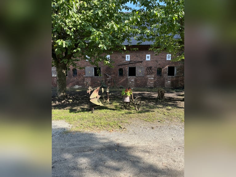 Training van jonge paarden / inrijden / aan de longeerlijn
