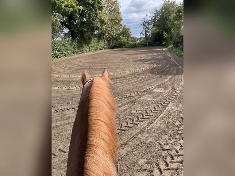 Training van jonge paarden / inrijden / aan de longeerlijn