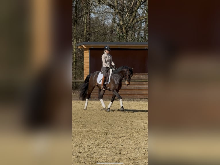 Training van jonge paarden / inrijden / aan de longeerlijn