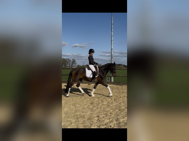 Training van jonge paarden / inrijden / aan de longeerlijn