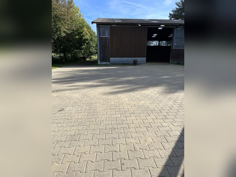 Training van jonge paarden / inrijden / aan de longeerlijn