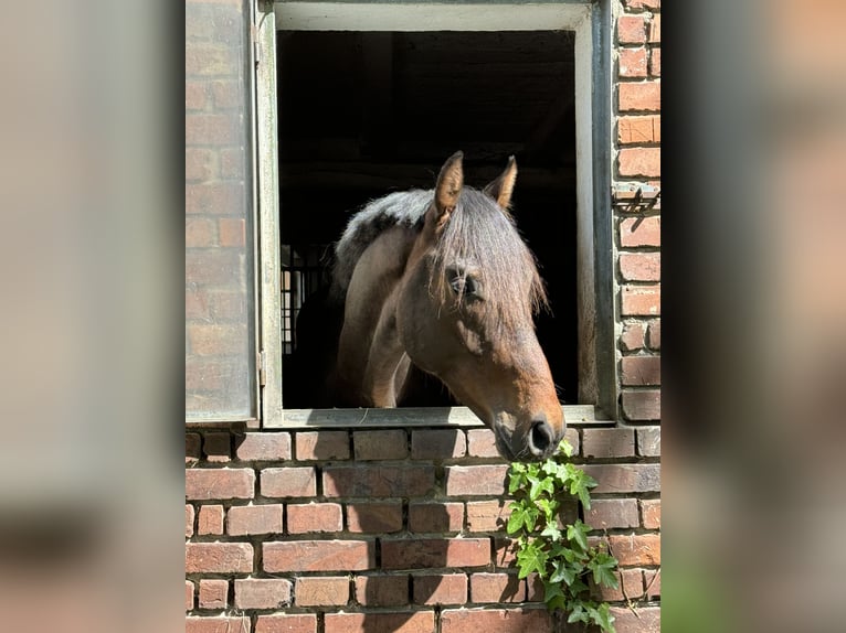 Training van jonge paarden / inrijden / aan de longeerlijn