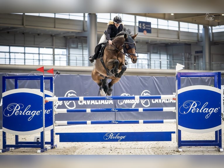 Training van sportpaarden, inrijden van jonge paarden