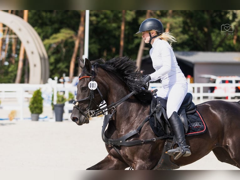 Training van sportpaarden, inrijden van jonge paarden