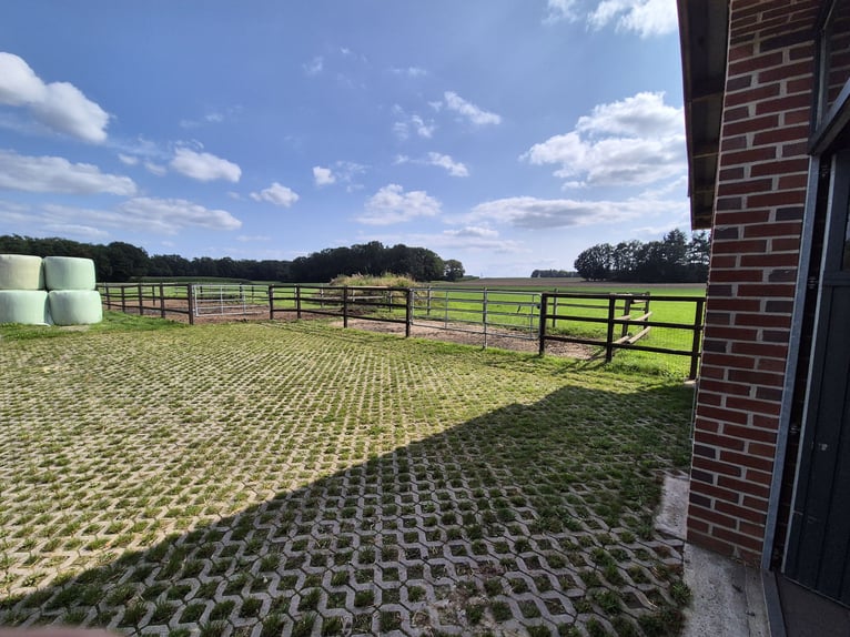 Training / Verkoop / Springruitersprestaties (ook op commissie mogelijk)