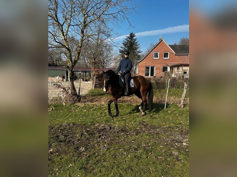 Training voor jouw paard | Jongpaardenopleiding | Correctie | Longeren | Probleempaarden