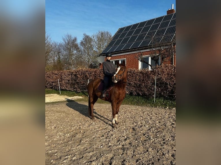 Training voor jouw paard | Jongpaardenopleiding | Correctie | Longeren | Probleempaarden