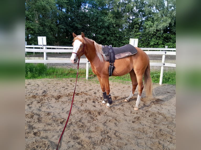 Training voor western- en recreatiepaarden, westernlessen